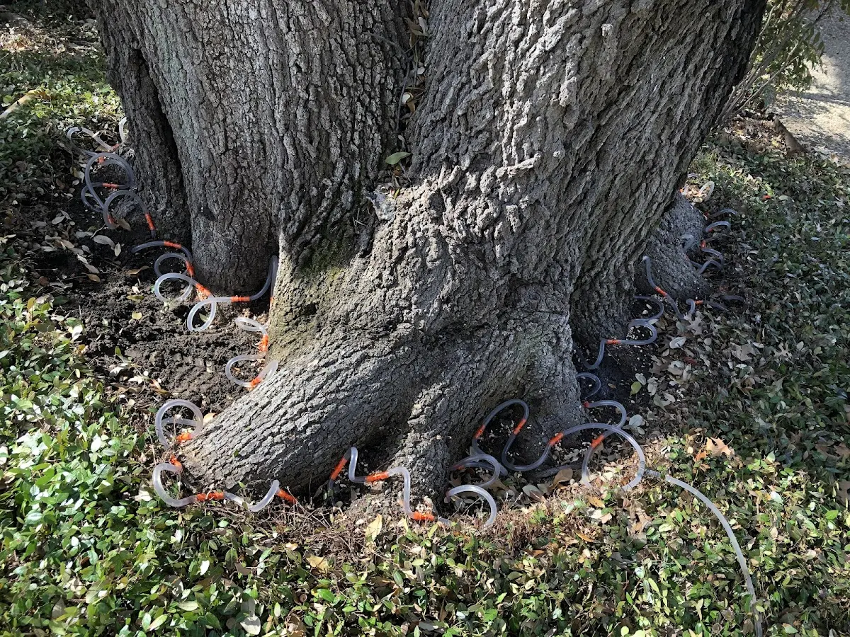 Detailed Tree Cabling and Bracing job site in Hopewell