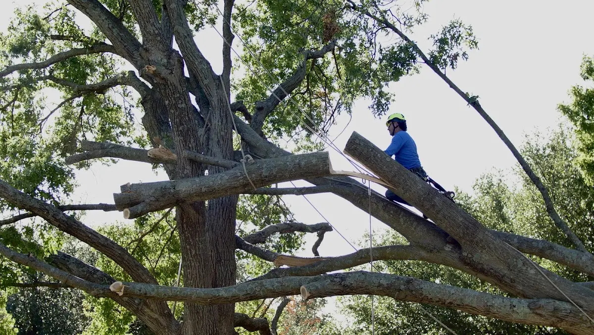Professional Crown Thinning performed by certified arborists in Hopewell