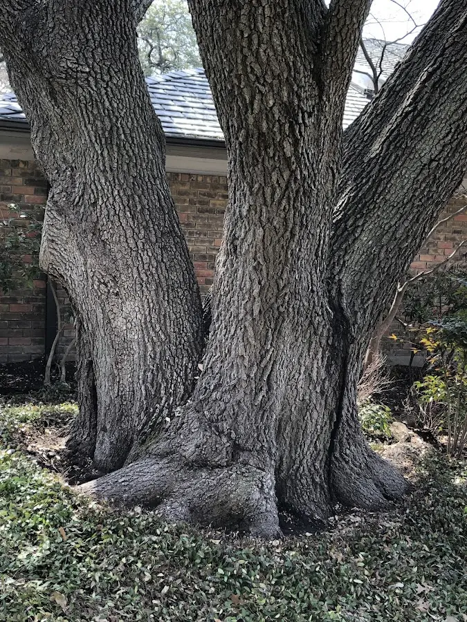 Mature heritage tree close to a Hopewell property cared for by certified arborists